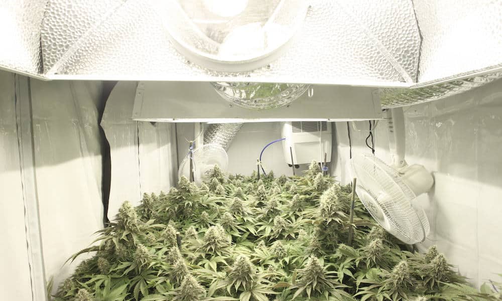 You are currently viewing How To Grow Weed: A Step-by-Step Guide For Beginners