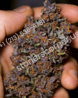 Buy Purple Kush Strain