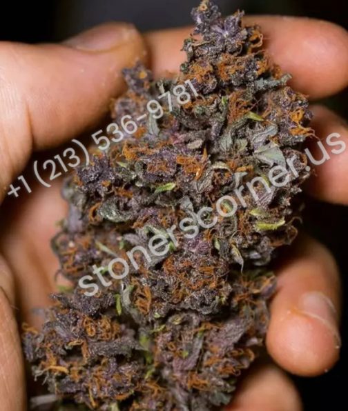 buy purple kush